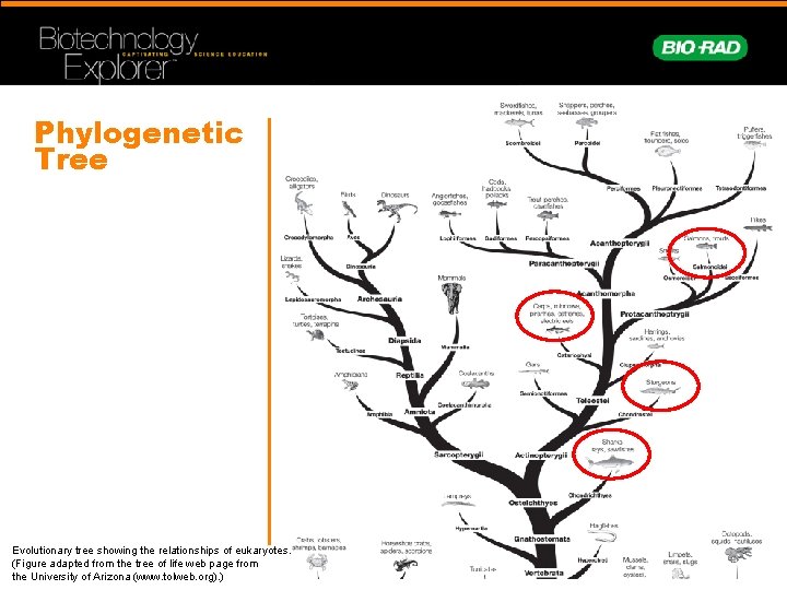 Phylogenetic Tree Evolutionary tree showing the relationships of eukaryotes. (Figure adapted from the tree