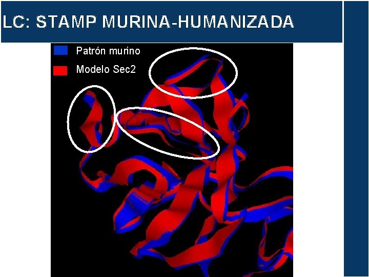 LC: STAMP MURINA-HUMANIZADA Patrón murino Modelo Sec 2 