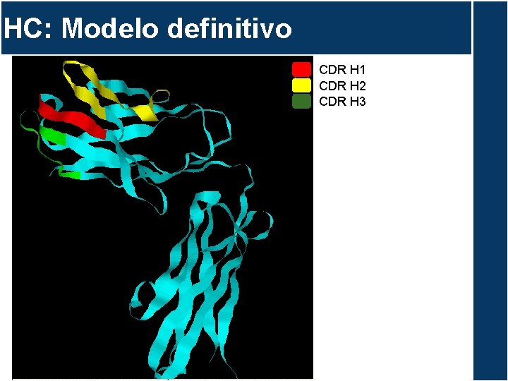 HC: Modelo definitivo CDR H 1 CDR H 2 CDR H 3 