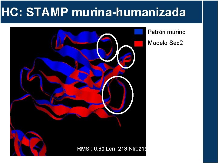 HC: STAMP murina-humanizada Patrón murino Modelo Sec 2 RMS : 0. 80 Len: 218