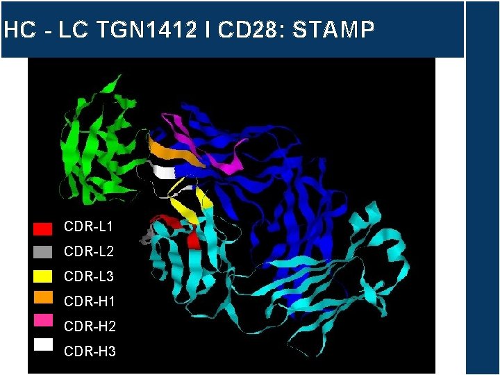 HC - LC TGN 1412 I CD 28: STAMP CDR-L 1 CDR-L 2 CDR-L