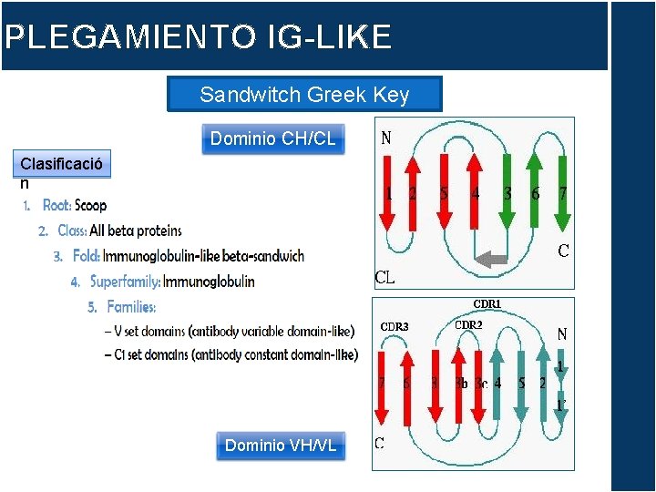 PLEGAMIENTO IG-LIKE Sandwitch Greek Key Dominio CH/CL Clasificació n Dominio VH/VL 