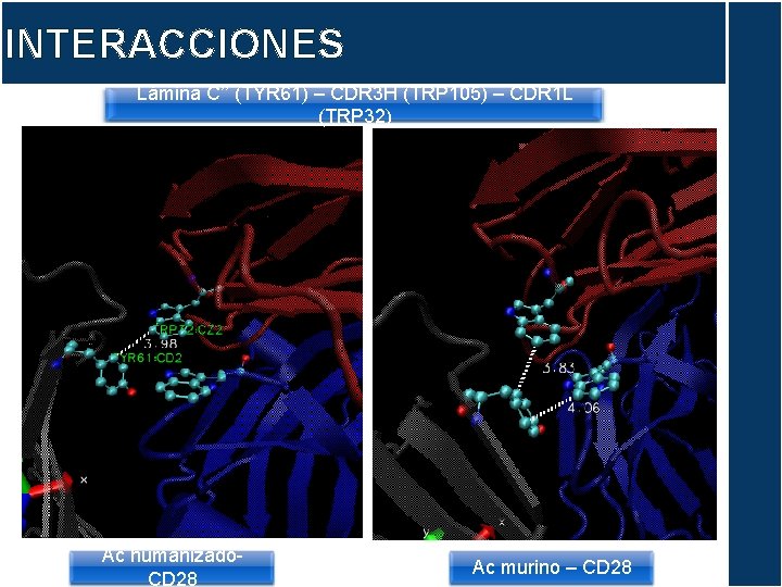 INTERACCIONES Lámina C’’ (TYR 61) – CDR 3 H (TRP 105) – CDR 1