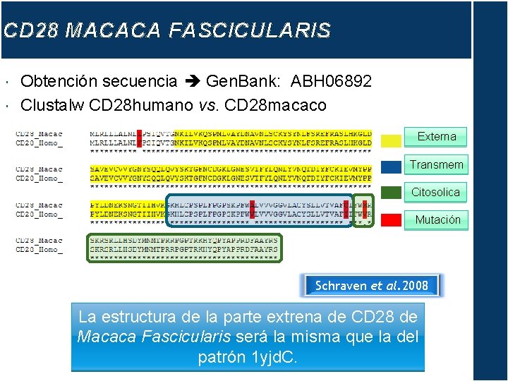 CD 28 MACACA FASCICULARIS Obtención secuencia Gen. Bank: ABH 06892 Clustalw CD 28 humano