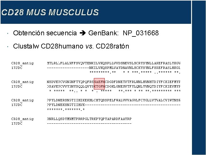 CD 28 MUSCULUS Obtención secuencia Gen. Bank: NP_031668 Clustalw CD 28 humano vs. CD