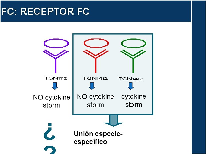 FC: RECEPTOR FC NO cytokine storm ¿ Unión especieespecífico 