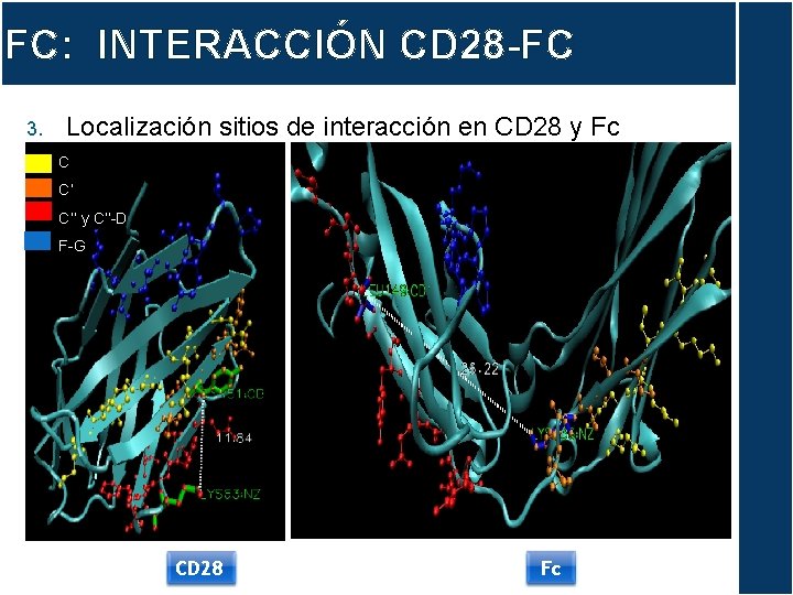 FC: INTERACCIÓN CD 28 -FC 3. Localización sitios de interacción en CD 28 y