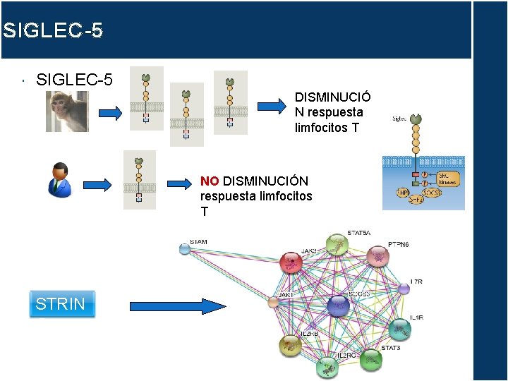 SIGLEC-5 DISMINUCIÓ N respuesta limfocitos T NO DISMINUCIÓN respuesta limfocitos T STRIN G 