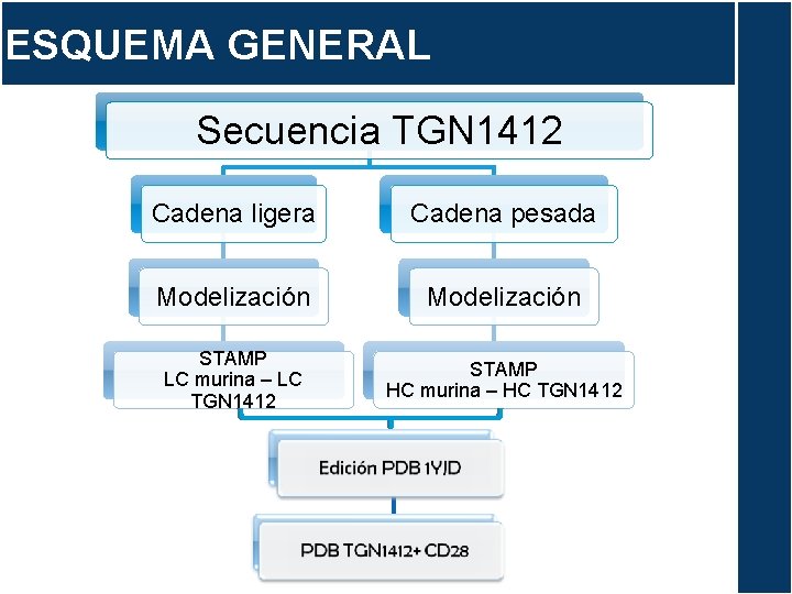 ESQUEMA GENERAL Secuencia TGN 1412 Cadena ligera Cadena pesada Modelización STAMP LC murina –