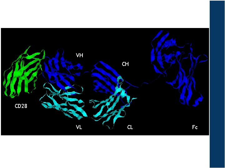 VH CH CD 28 VL CL Fc 