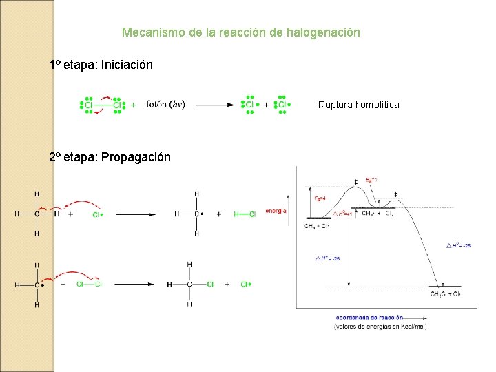 Mecanismo de la reacción de halogenación 1º etapa: Iniciación Ruptura homolítica 2º etapa: Propagación