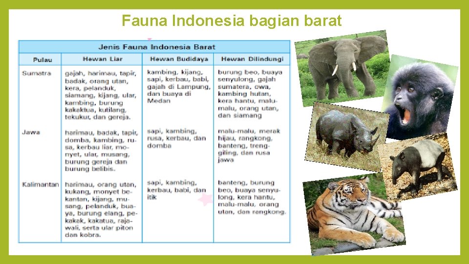 Fauna Indonesia bagian barat 