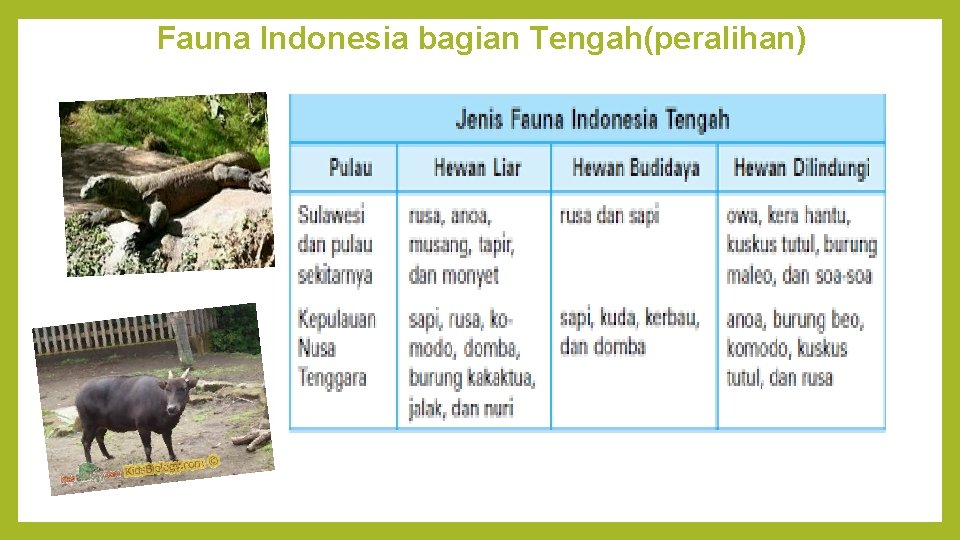 Fauna Indonesia bagian Tengah(peralihan) 