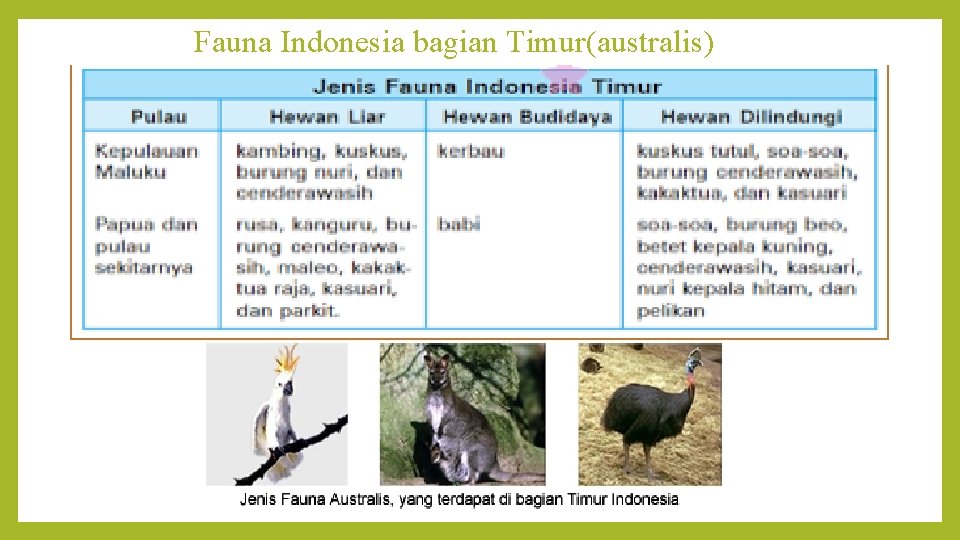 Fauna Indonesia bagian Timur(australis) 