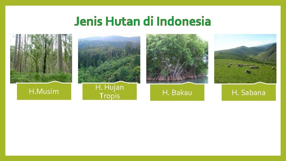 Jenis Hutan di Indonesia H. Musim H. Hujan Tropis H. Bakau H. Sabana 