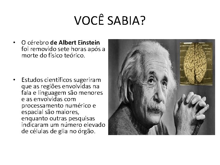 VOCÊ SABIA? • O cérebro de Albert Einstein foi removido sete horas após a