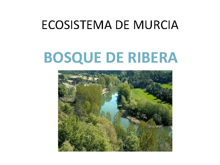 ECOSISTEMA DE MURCIA BOSQUE DE RIBERA 