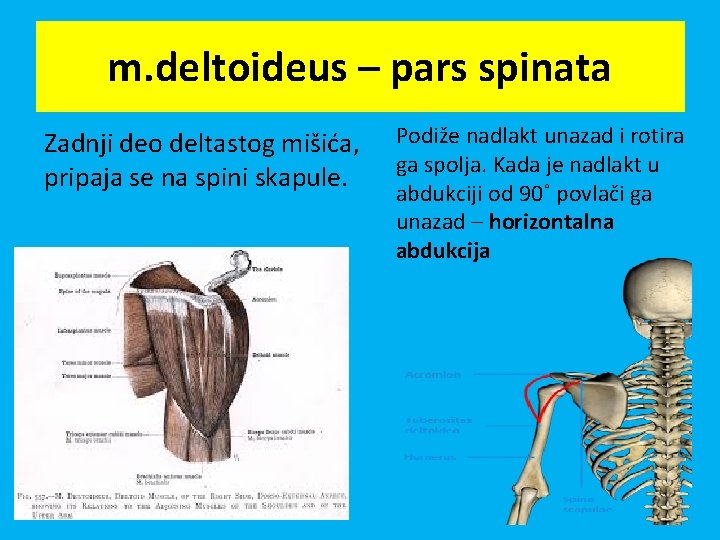 m. deltoideus – pars spinata Zadnji deo deltastog mišića, pripaja se na spini skapule.