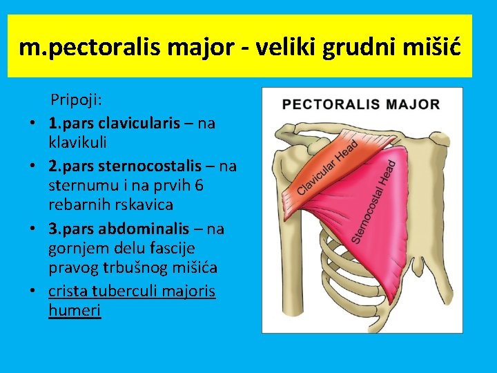 m. pectoralis major - veliki grudni mišić • • Pripoji: 1. pars clavicularis –