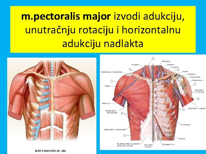 m. pectoralis major izvodi adukciju, unutračnju rotaciju i horizontalnu adukciju nadlakta 