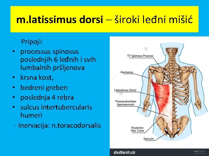 m. latissimus dorsi – široki leđni mišić Pripoji: • processus spinosus poslednjih 6 leđnih
