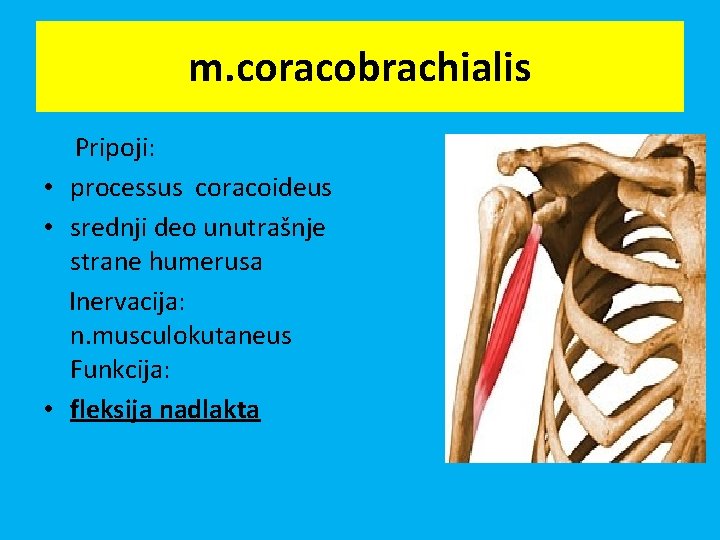 m. coracobrachialis Pripoji: • processus coracoideus • srednji deo unutrašnje strane humerusa Inervacija: n.