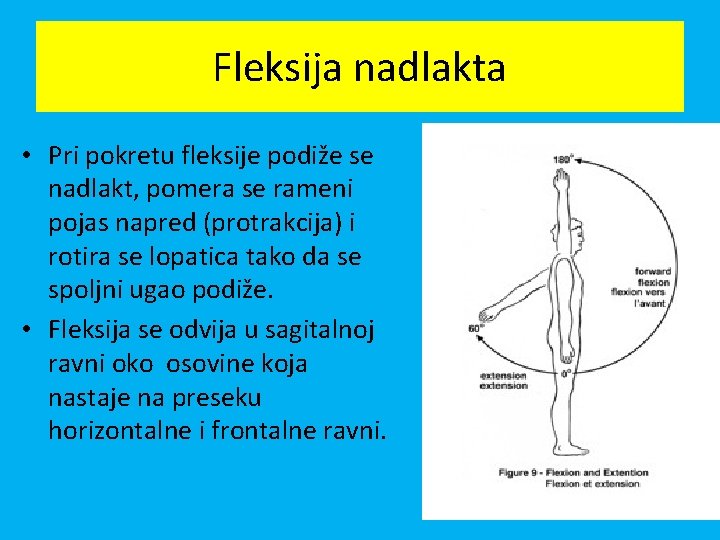 Fleksija nadlakta • Pri pokretu fleksije podiže se nadlakt, pomera se rameni pojas napred