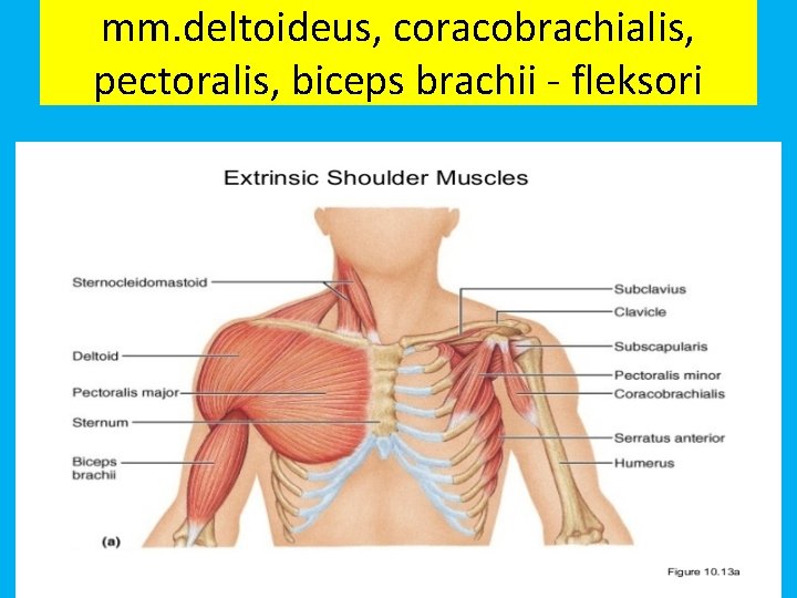 mm. deltoideus, coracobrachialis, pectoralis, biceps brachii - fleksori 