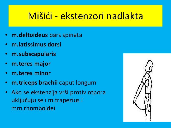 Mišići - ekstenzori nadlakta • • m. deltoideus pars spinata m. latissimus dorsi m.