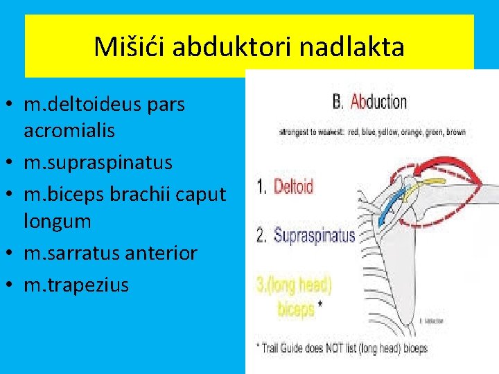 Mišići abduktori nadlakta • m. deltoideus pars acromialis • m. supraspinatus • m. biceps