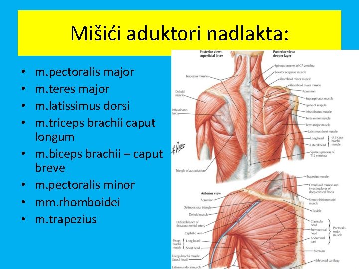 Mišići aduktori nadlakta: • • m. pectoralis major m. teres major m. latissimus dorsi