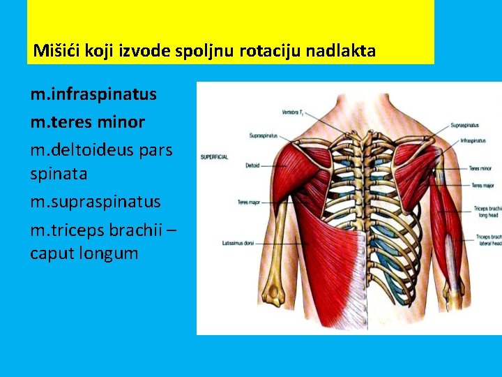 Mišići koji izvode spoljnu rotaciju nadlakta m. infraspinatus m. teres minor m. deltoideus pars