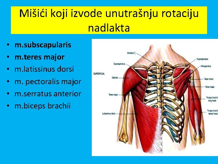Mišići koji izvode unutrašnju rotaciju nadlakta • • • m. subscapularis m. teres major