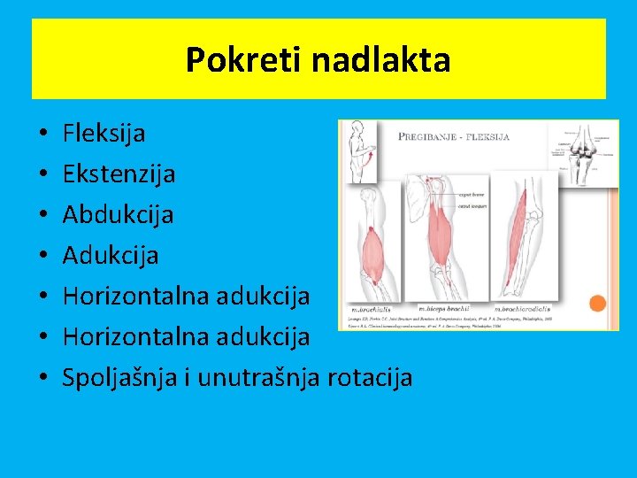 Pokreti nadlakta • • Fleksija Ekstenzija Abdukcija Adukcija Horizontalna adukcija Spoljašnja i unutrašnja rotacija