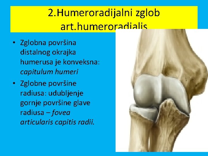 2. Humeroradijalni zglob art. humeroradialis • Zglobna površina distalnog okrajka humerusa je konveksna: capitulum
