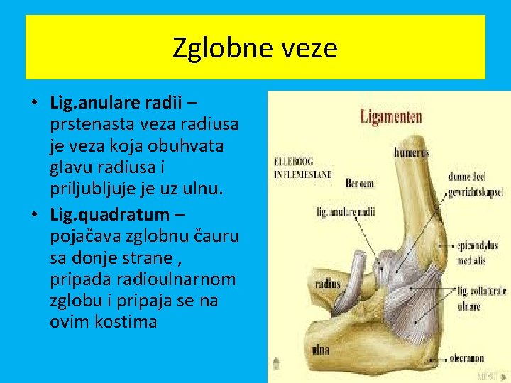 Zglobne veze • Lig. anulare radii – prstenasta veza radiusa je veza koja obuhvata