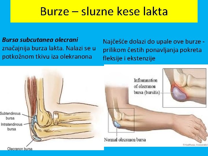 Burze – sluzne kese lakta Bursa subcutanea olecrani značajnija burza lakta. Nalazi se u