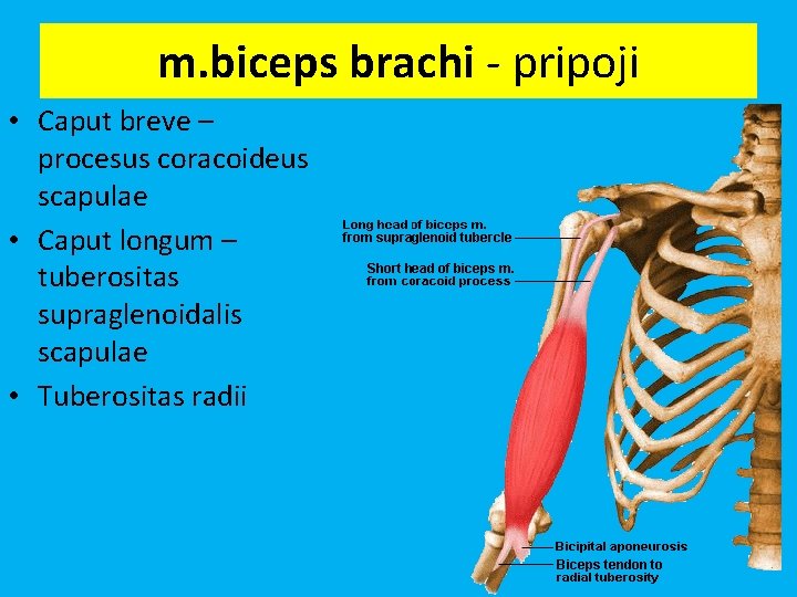 m. biceps brachi - pripoji • Caput breve – procesus coracoideus scapulae • Caput