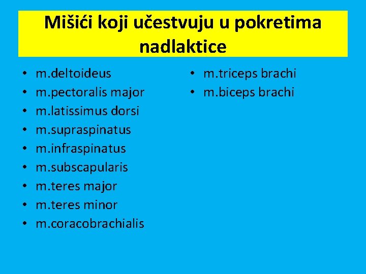 Mišići koji učestvuju u pokretima nadlaktice • • • m. deltoideus m. pectoralis major