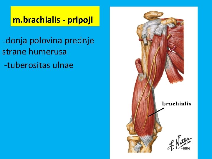m. brachialis - pripoji donja polovina prednje strane humerusa -tuberositas ulnae -- 