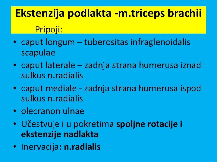Ekstenzija podlakta -m. triceps brachii • • • Pripoji: caput longum – tuberositas infraglenoidalis