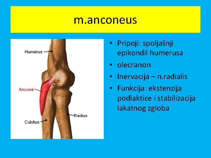 m. anconeus • Pripoji: spoljašnji epikondil humerusa • olecranon • Inervacija – n. radialis