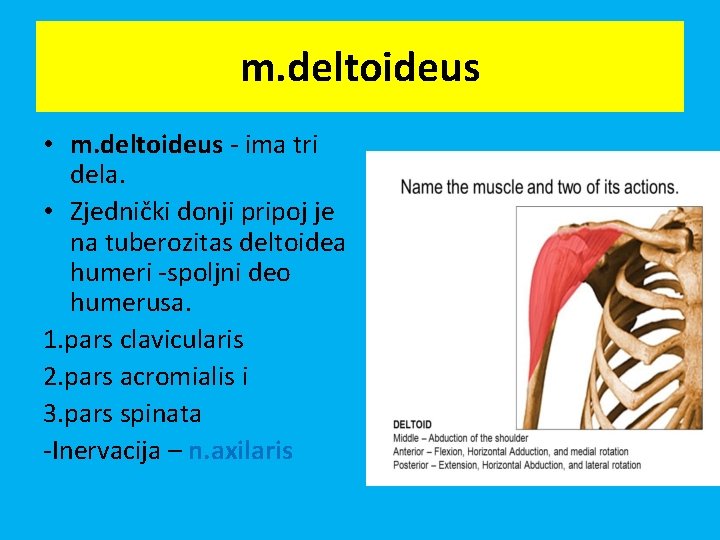 m. deltoideus • m. deltoideus - ima tri dela. • Zjednički donji pripoj je