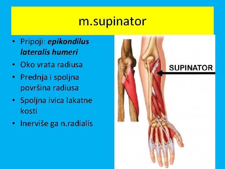 m. supinator • Pripoji: epikondilus lateralis humeri • Oko vrata radiusa • Prednja i