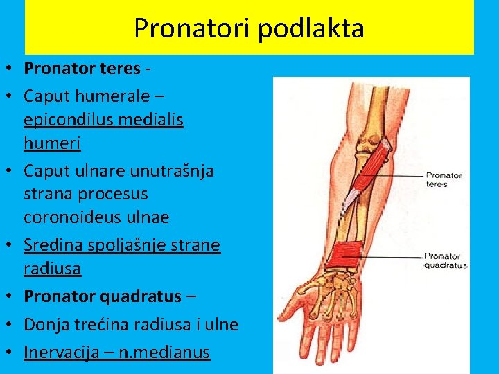 Pronatori podlakta • Pronator teres • Caput humerale – epicondilus medialis humeri • Caput