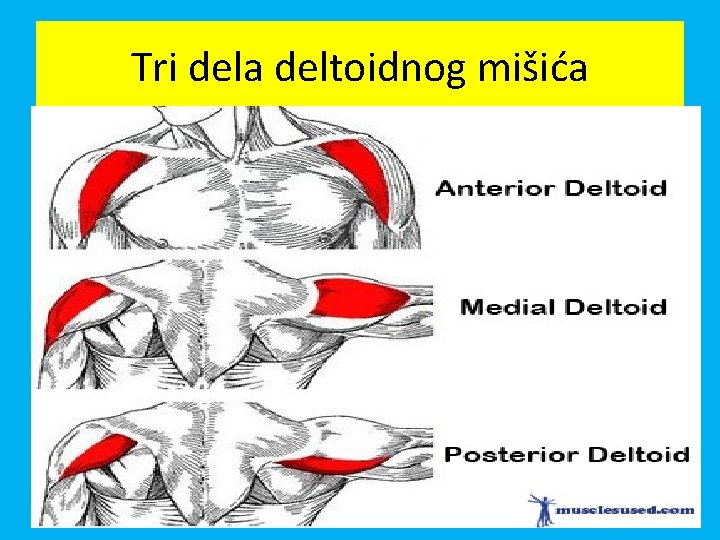 Tri dela deltoidnog mišića 