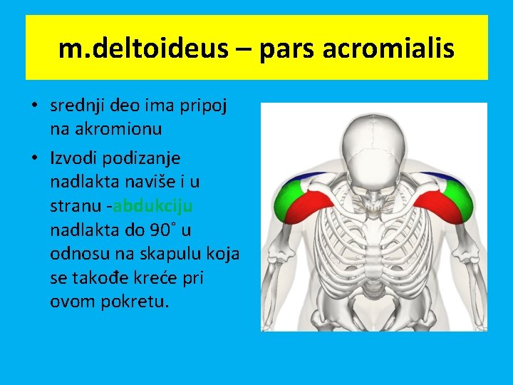m. deltoideus – pars acromialis • srednji deo ima pripoj na akromionu • Izvodi