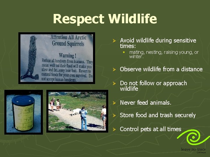 Respect Wildlife Ø Avoid wildlife during sensitive times: § mating, nesting, raising young, or