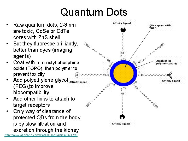 Quantum Dots • Raw quantum dots, 2 -8 nm are toxic, Cd. Se or