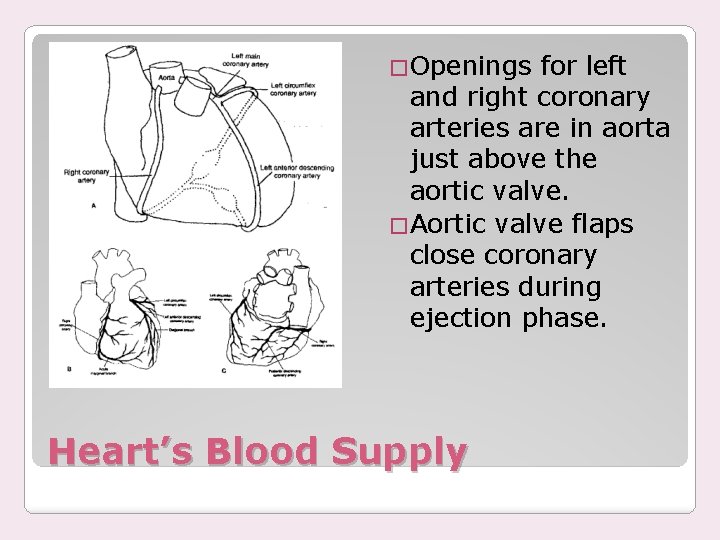 �Openings for left and right coronary arteries are in aorta just above the aortic